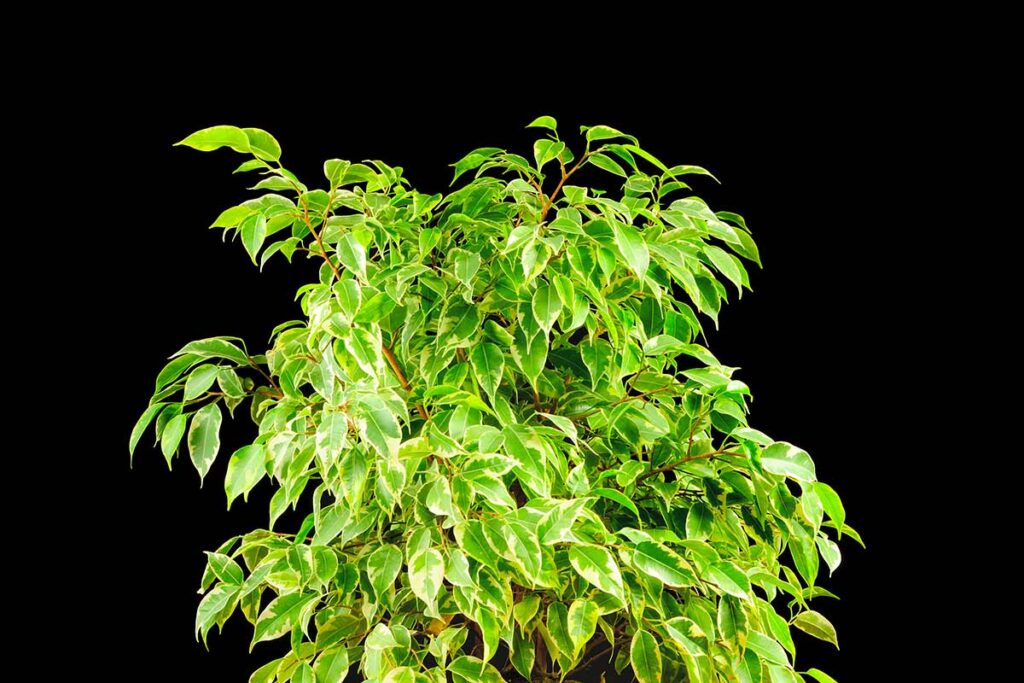 Quando E Come Potare Il Tuo Ficus Benjamin Segreti Per Un Verde