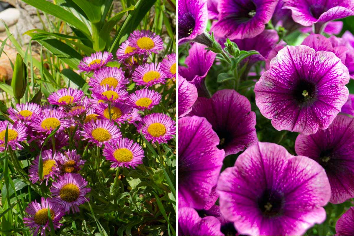 varietà di fiori viola