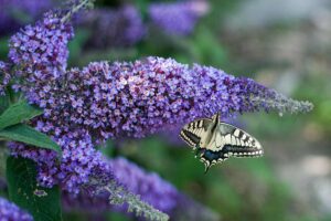 Buddleja, albero delle farfalle