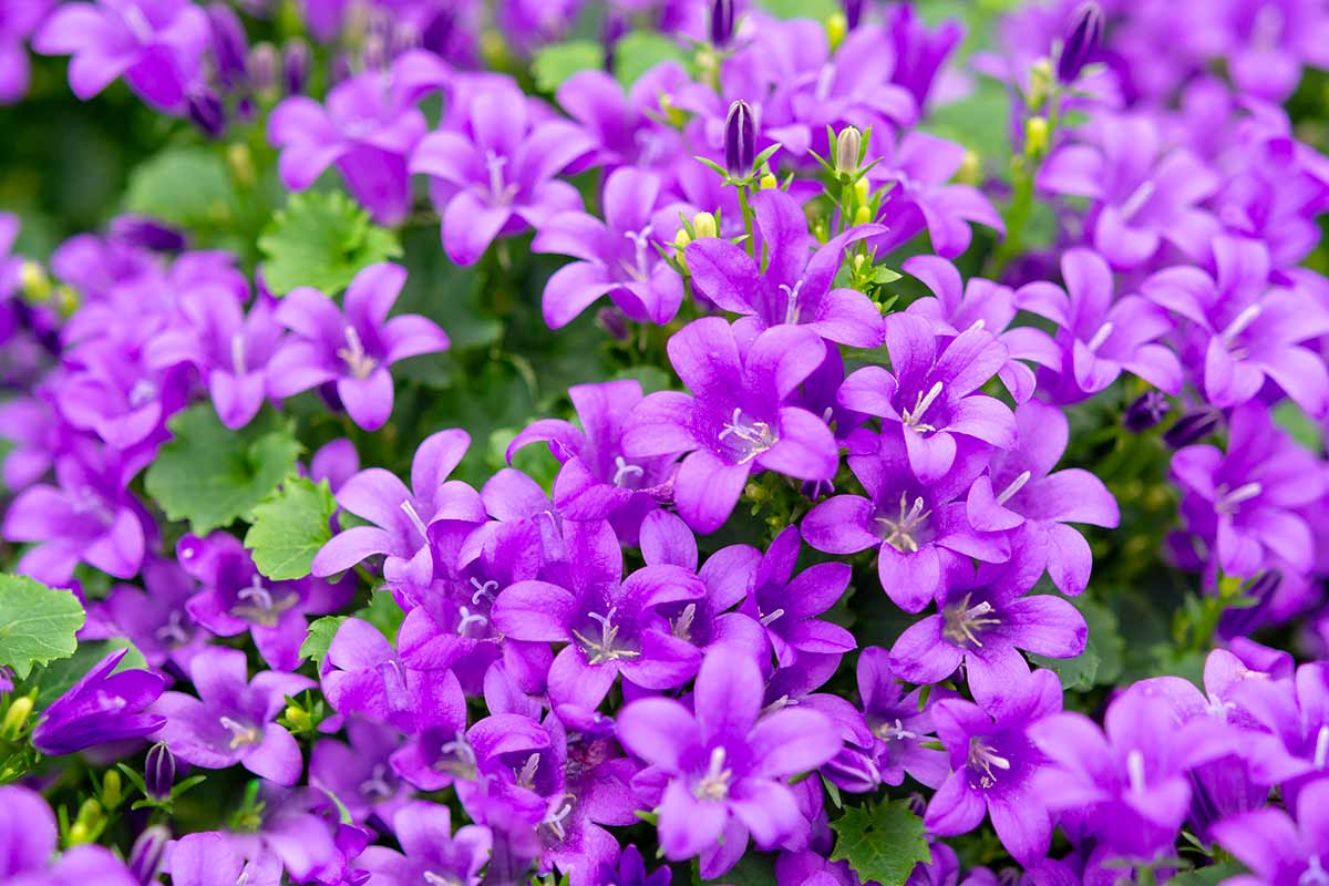 Campanula Portenschlagiana