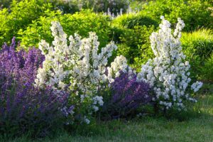 Philadelphus