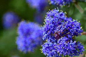 Ceanothus