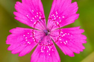 dianthus deltoides