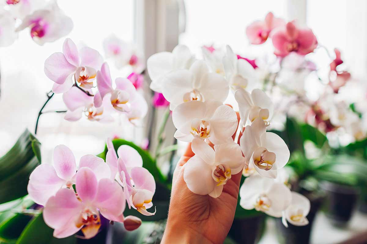 idrocoltura orchidea