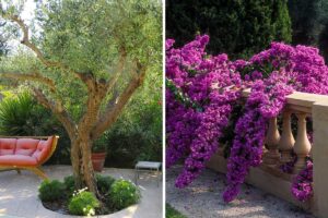 piante mediterraneo per il giardino