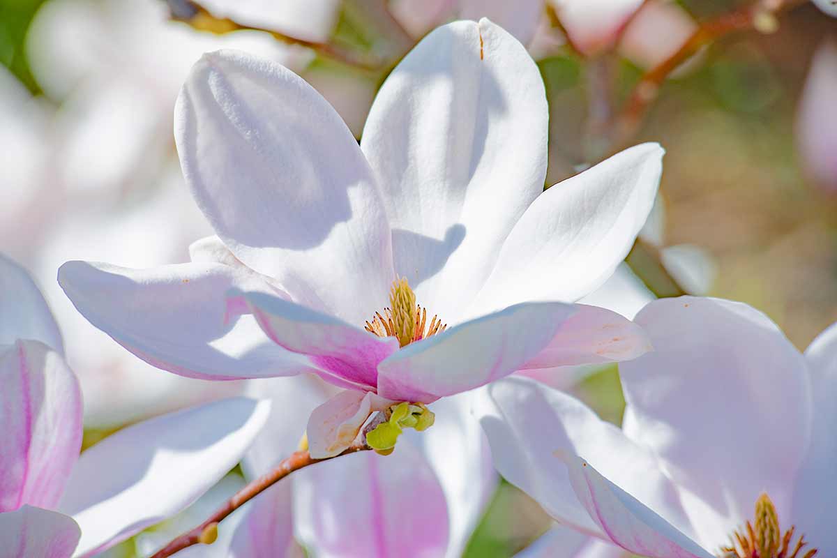 Magnolia in vaso
