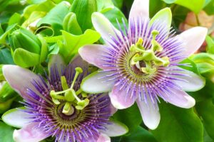 Passiflora, benefici e utilizzi