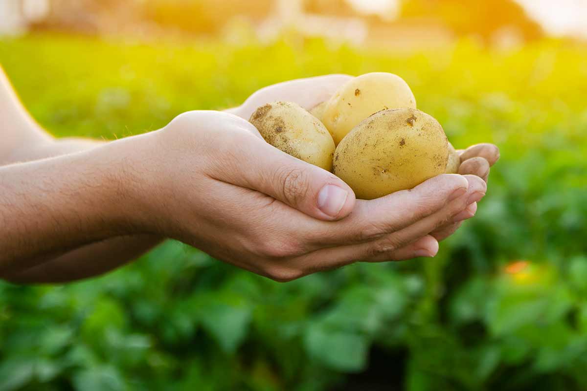 quali patate seminare orto