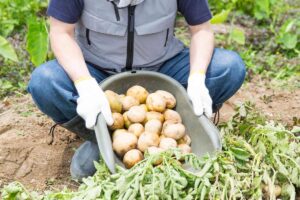 semina efficace patate orto