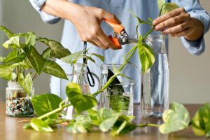 Talee di Pothos in acqua.