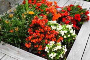 3 piante perfette per un'esplosione di colori in giardino