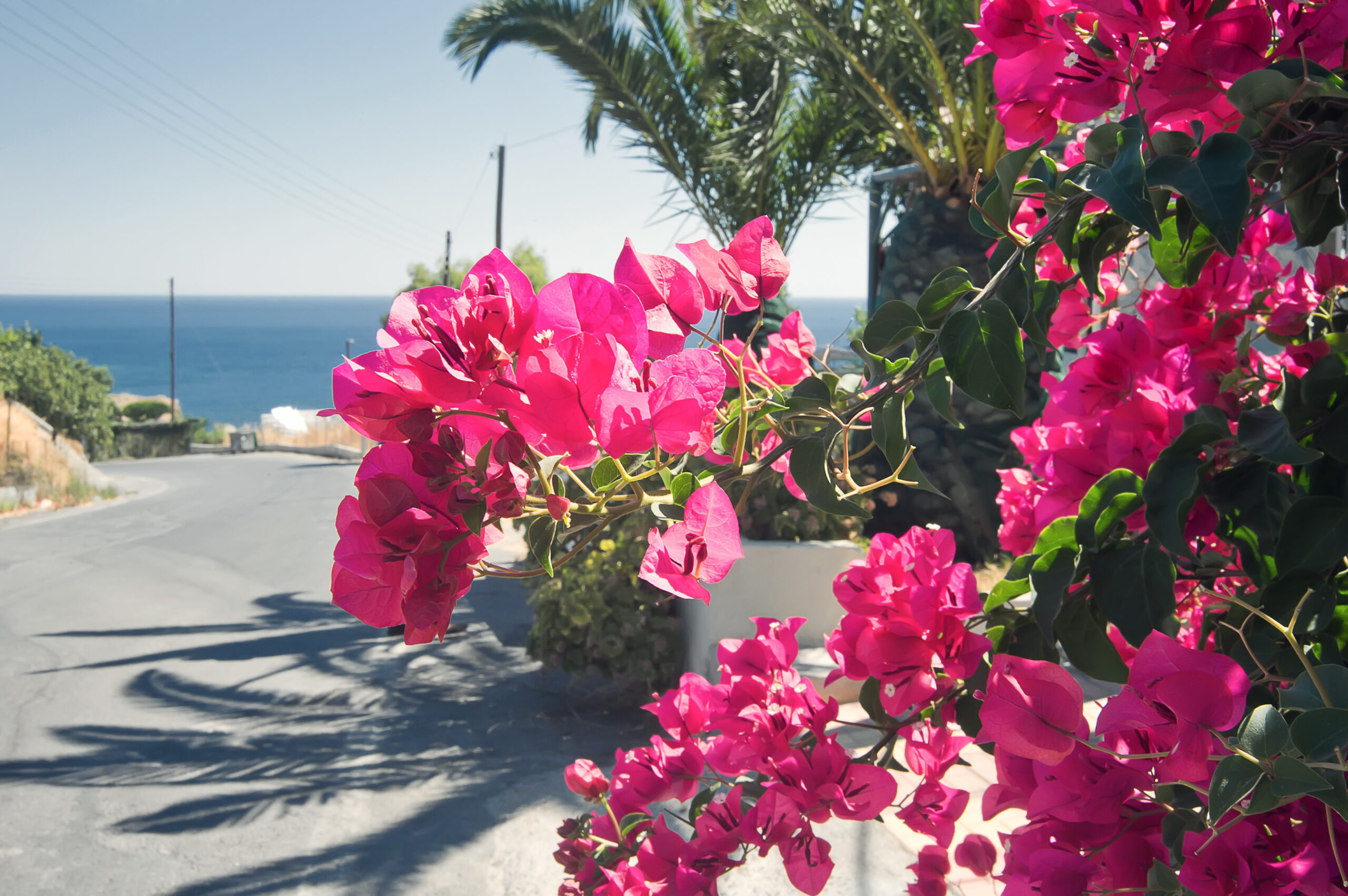 Bougainvillea