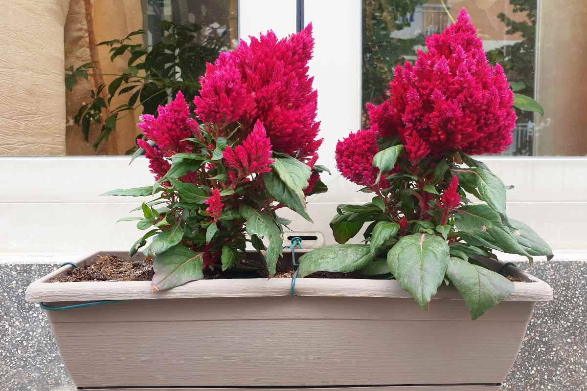 Celosia