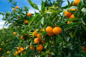 Coltivare mandarino