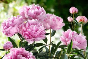 Coltivare peonie