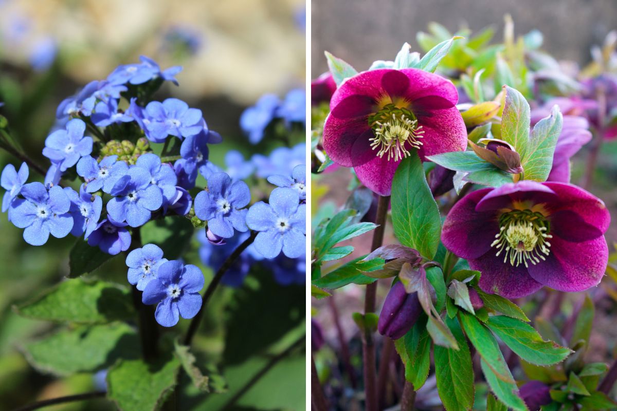 Piante perenni per ombra: guida alle specie che garantiscono fioriture ...