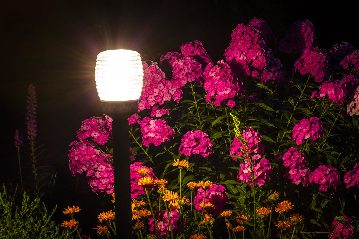 aiuola di fiori illuminata di sera