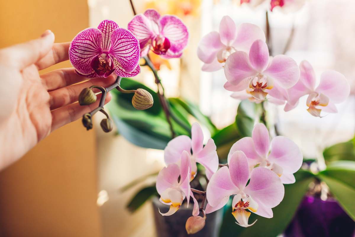 Come far rifiorire un'orchidea