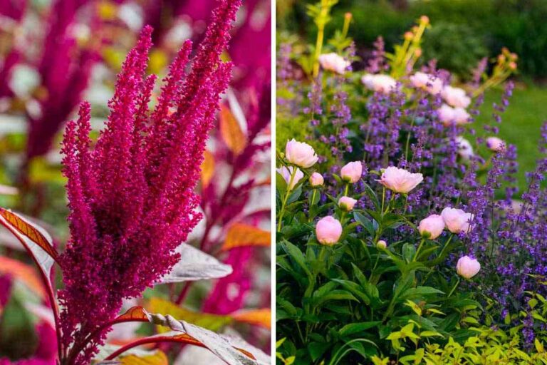 Colora il tuo giardino in primavera: i 7 fiori perenni che fioriscono a ...