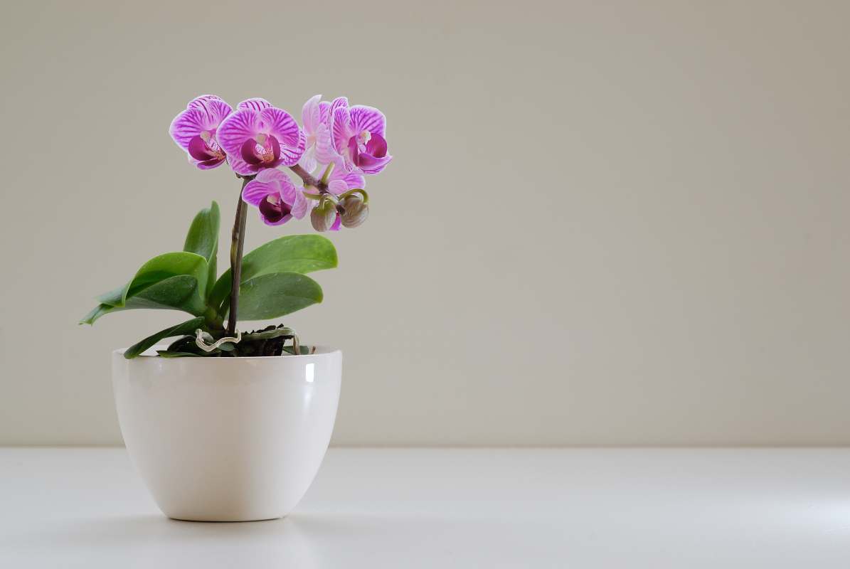 mini orchidee