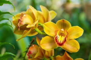 orchidea gialla
