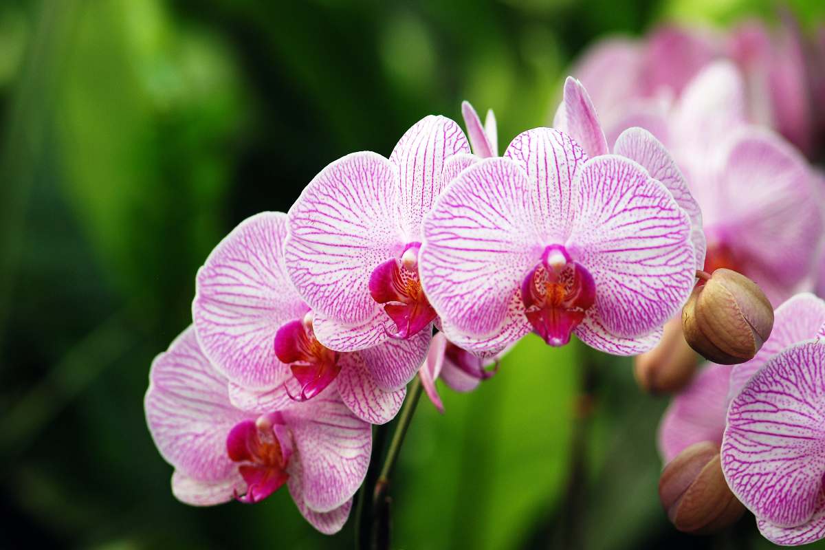 orchidee Phalaenopsis