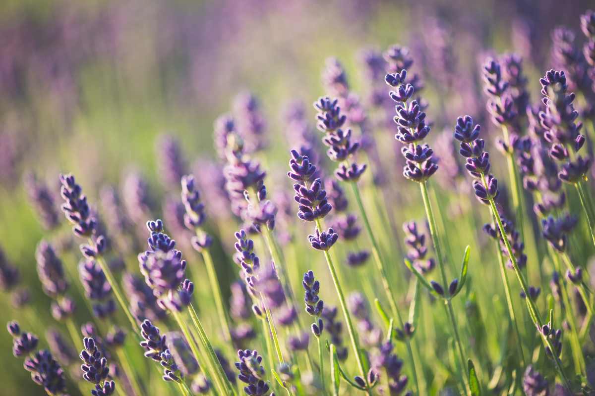 piantare la lavanda