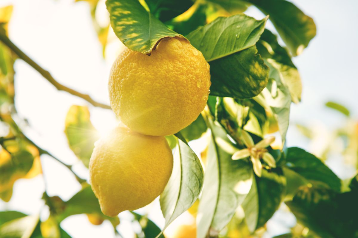 Piante di limone al sole