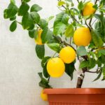Piante di limone foglie
