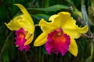 orchidee più belle