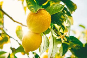 pianta limone ramo