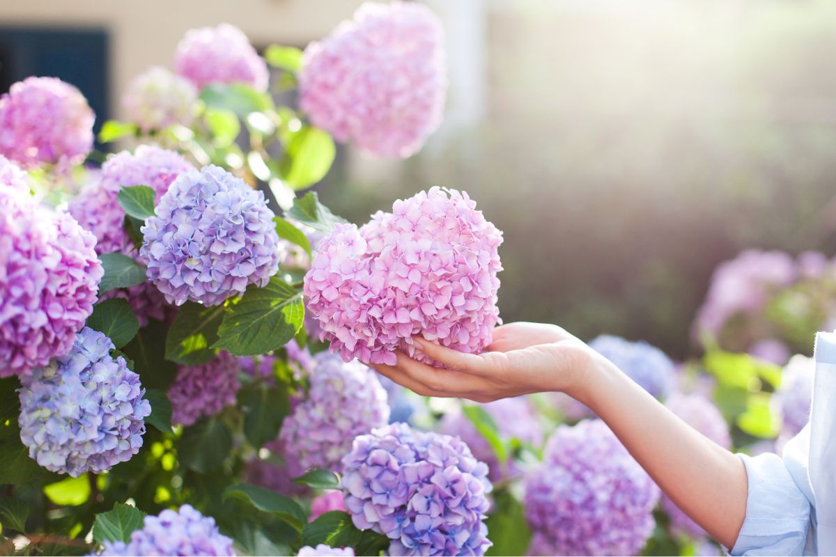 salvare le ortensie dal caldo