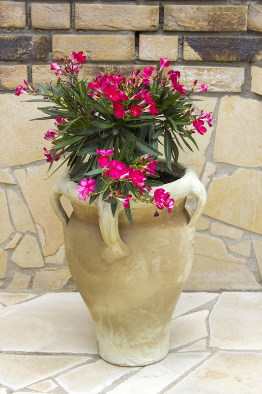 vaso con fiori fucsia