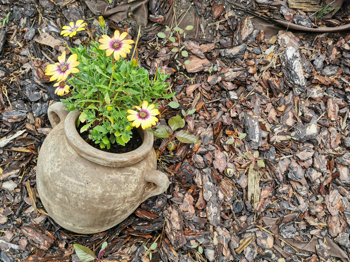 anfora in terracotta con fiori gialli