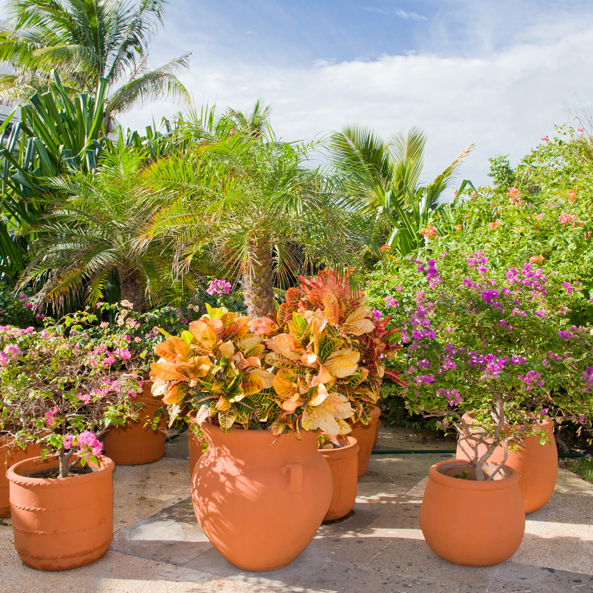 vasi in terracotta con fiori e piante in giardino