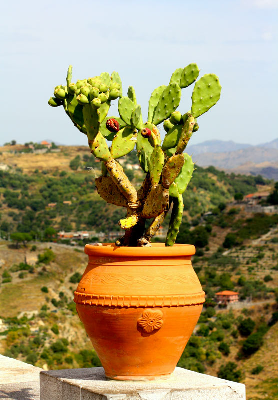 vaso con cactus