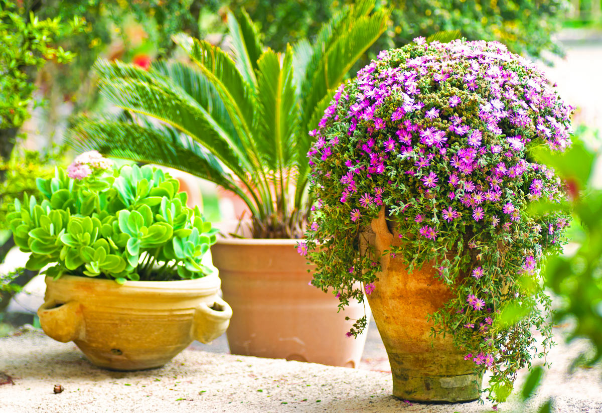 Anfore con fiori in giardino