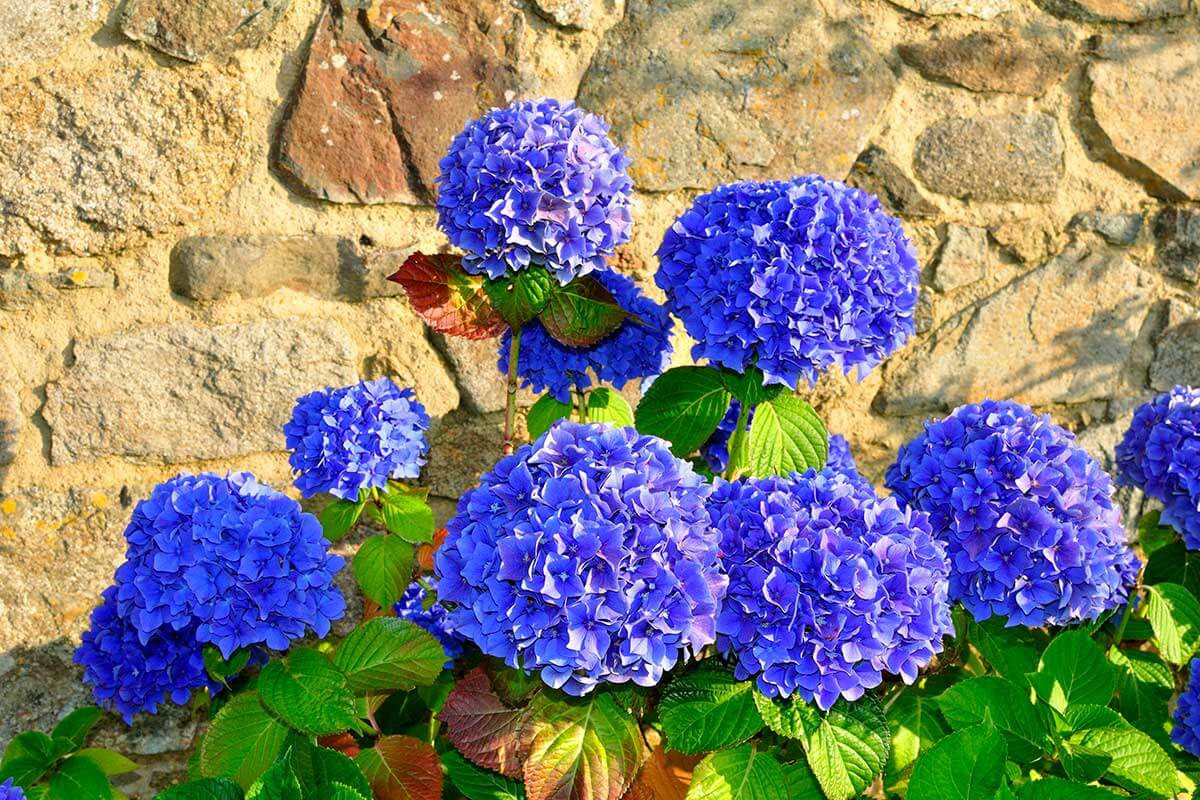 ortensie al caldo