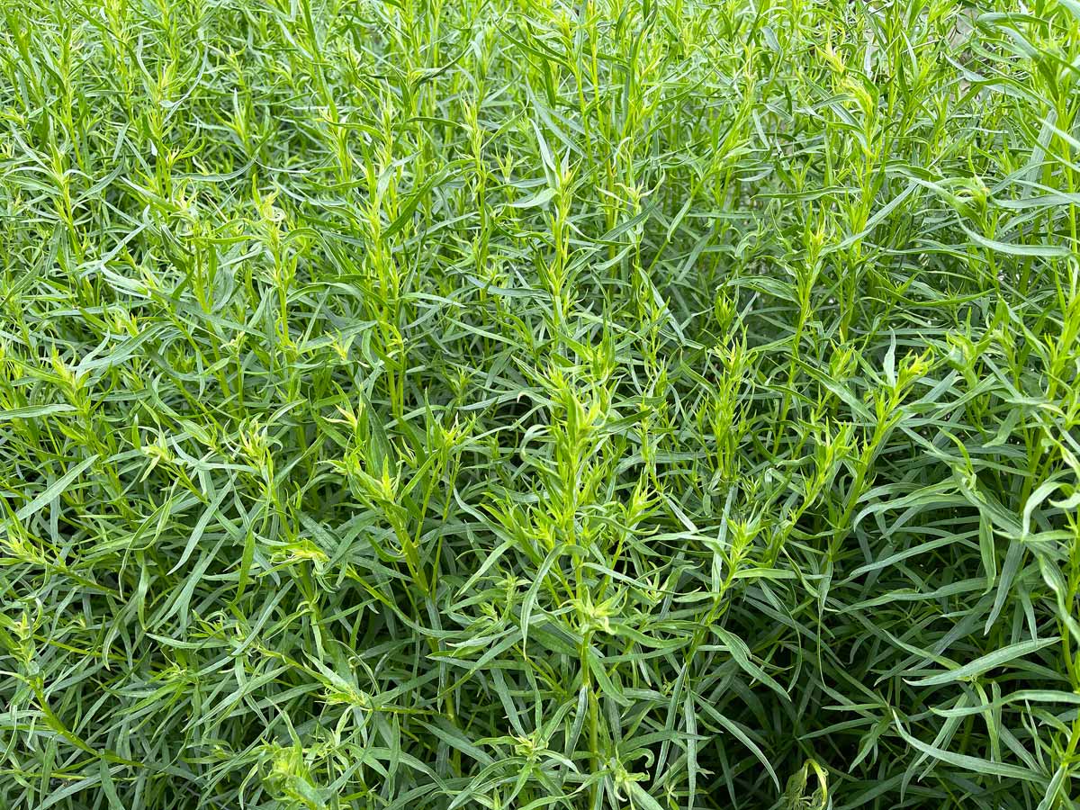 Dragoncello francese (Artemisia dracunculus 'Sativa')