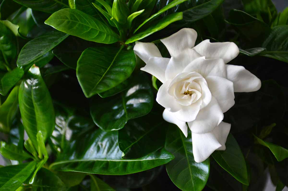 Gardenia bianca