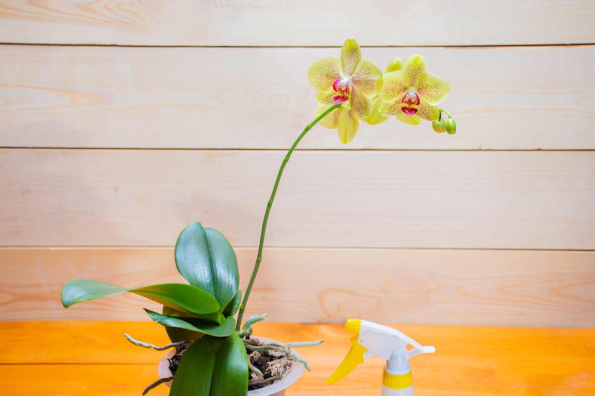 orchidee