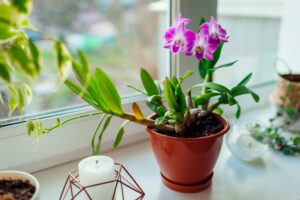 riprodurre le orchidee dai rami secchi
