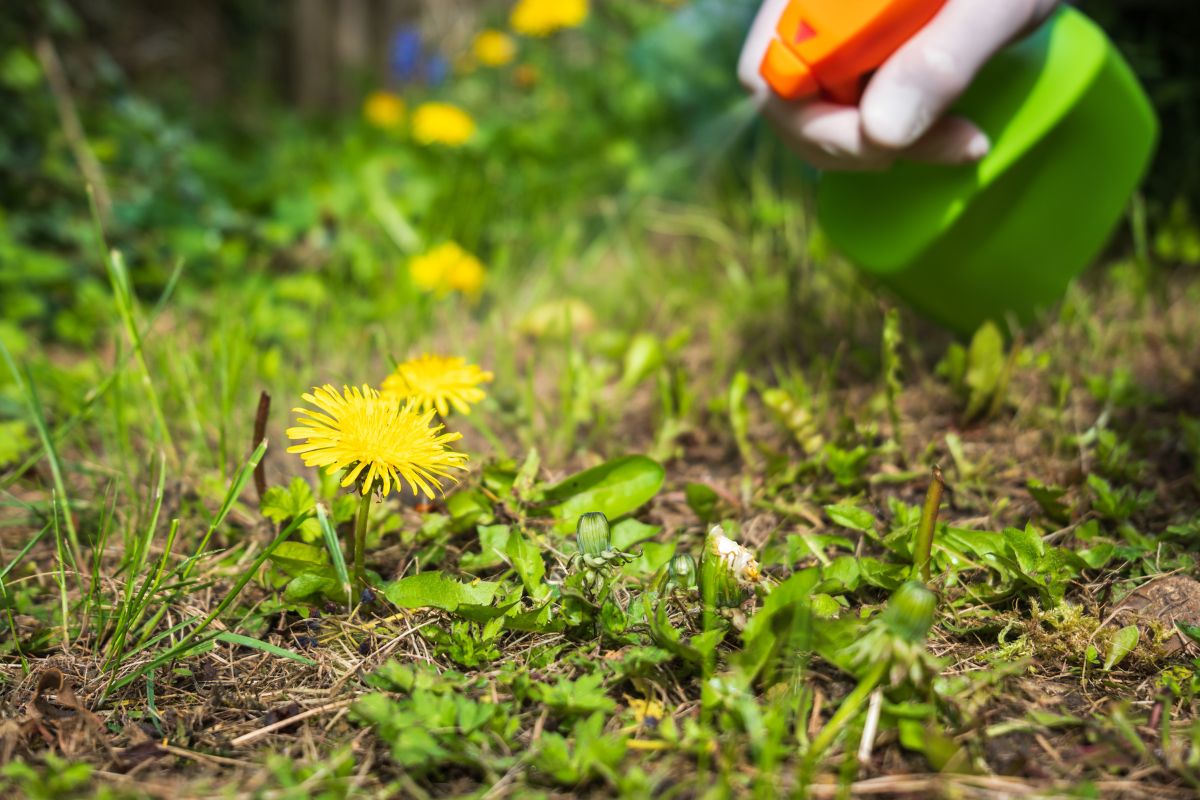 Segreti naturali per eliminare le erbacce