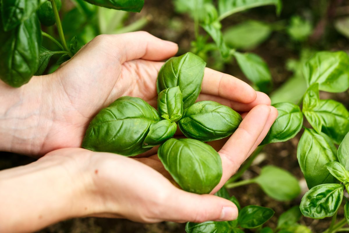 Cosa fare quando il tuo basilico ha le foglie gialle