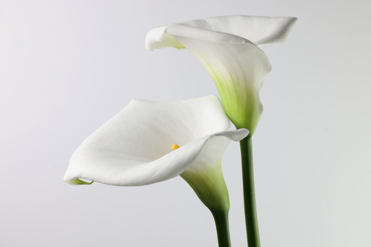 piante con fiori a imbuto Calla