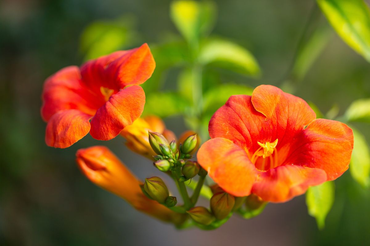 piante con fiori a imbuto Campsis