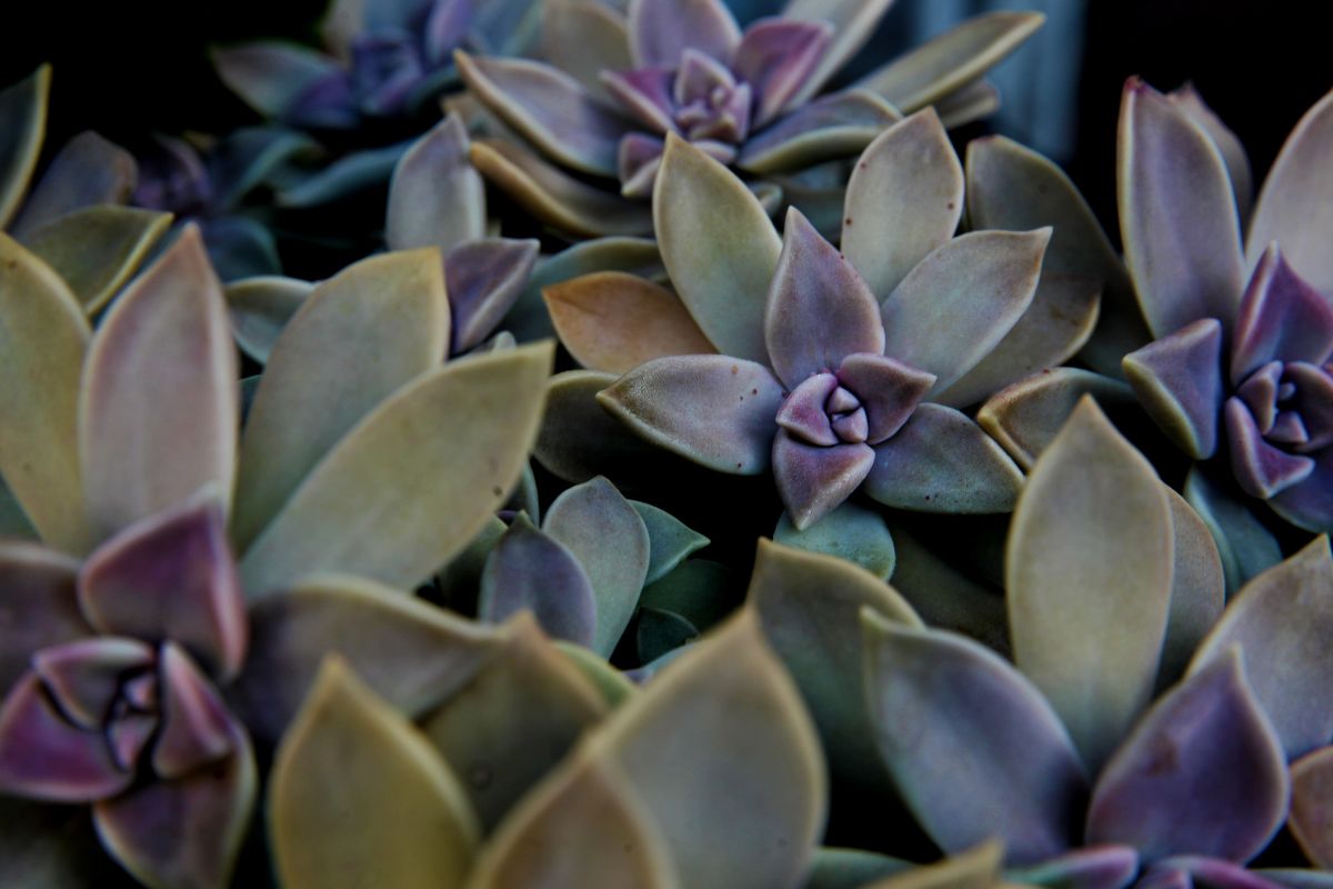 Perla di Norimberga Echeveria Viola