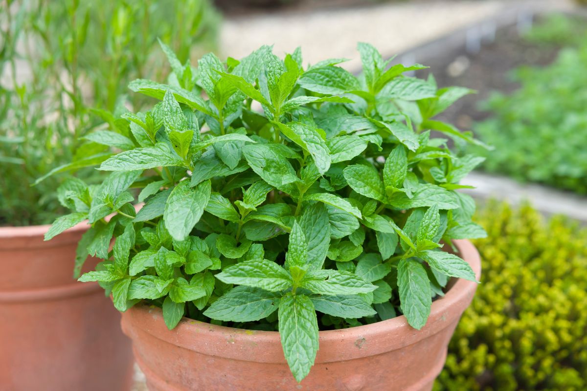 Menta in vaso sul terrazzo