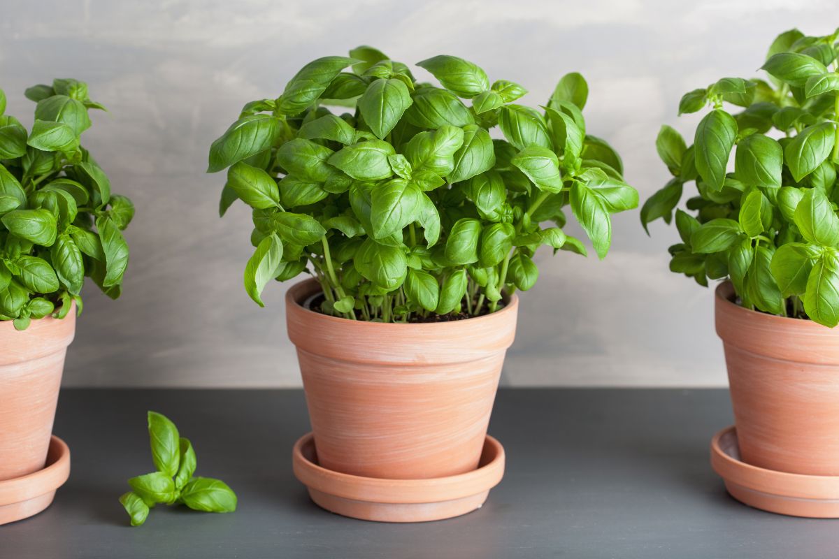 Basilico con foglie gialle cosa fare