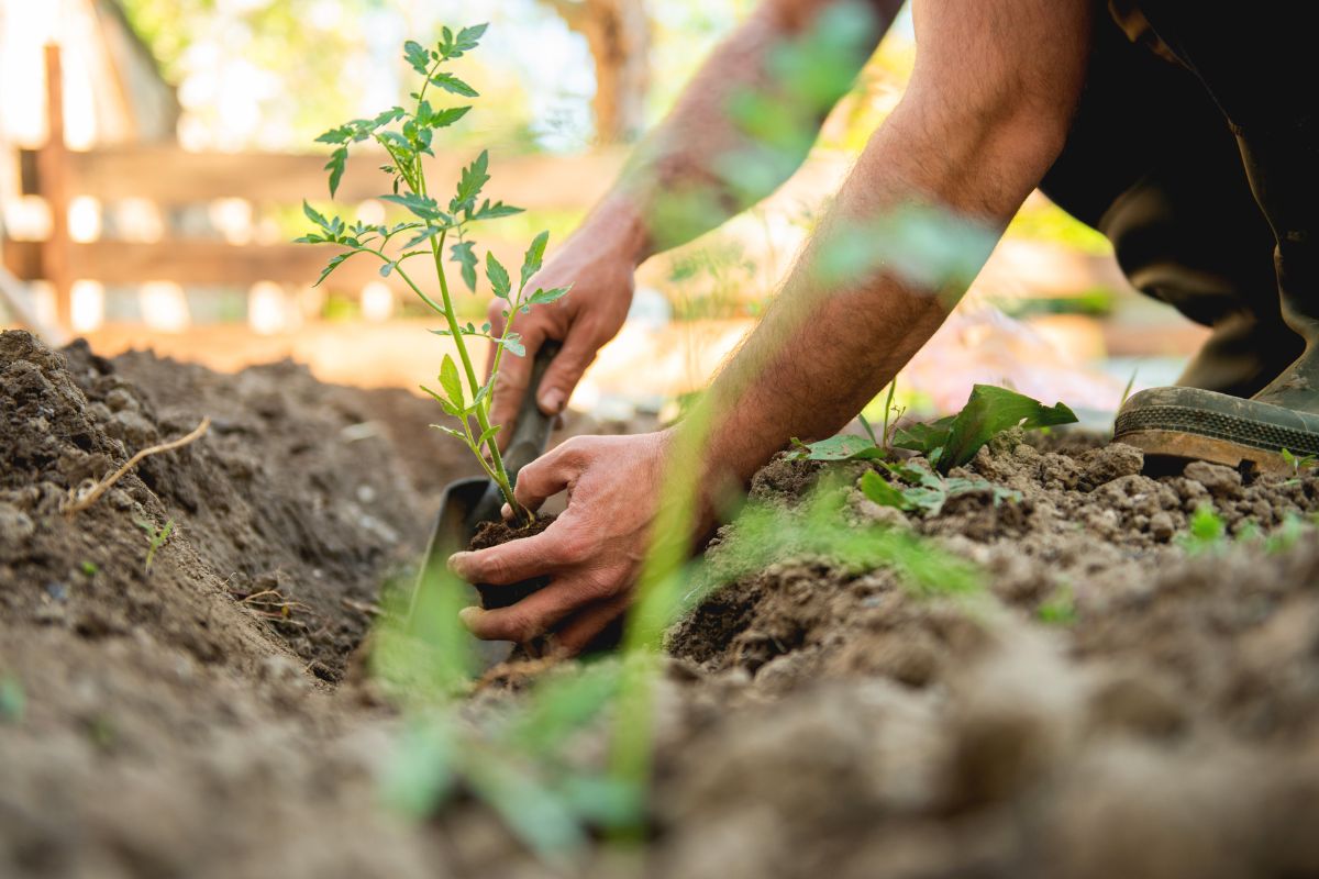 Fertilizzante per cetrioli e pomodori